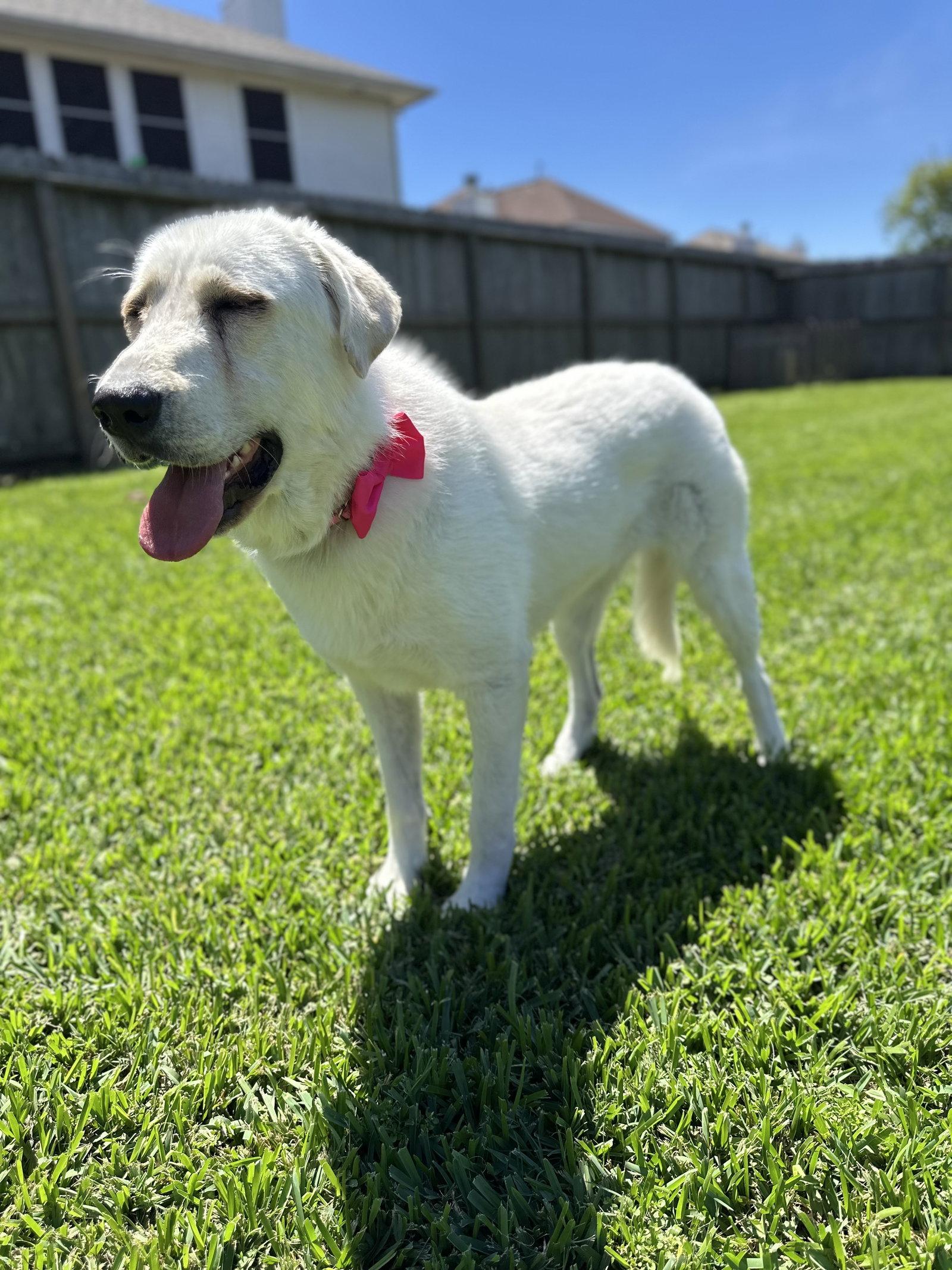 Enlarge Elsa, a Adoptable Great Pyrenees in Burnsville, MN image 2/6