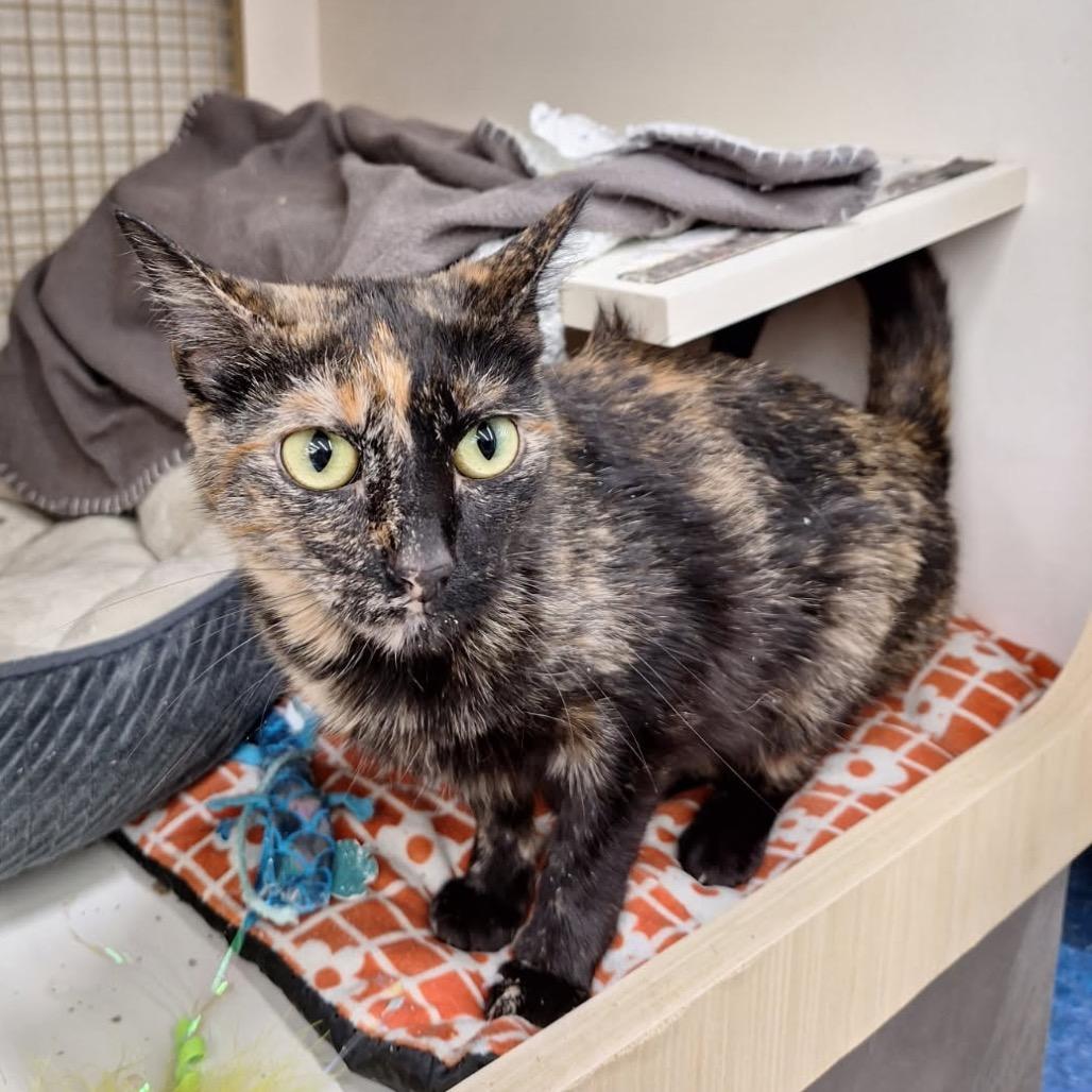 Merri, Adoptable, Adult Female Domestic Short Hair.