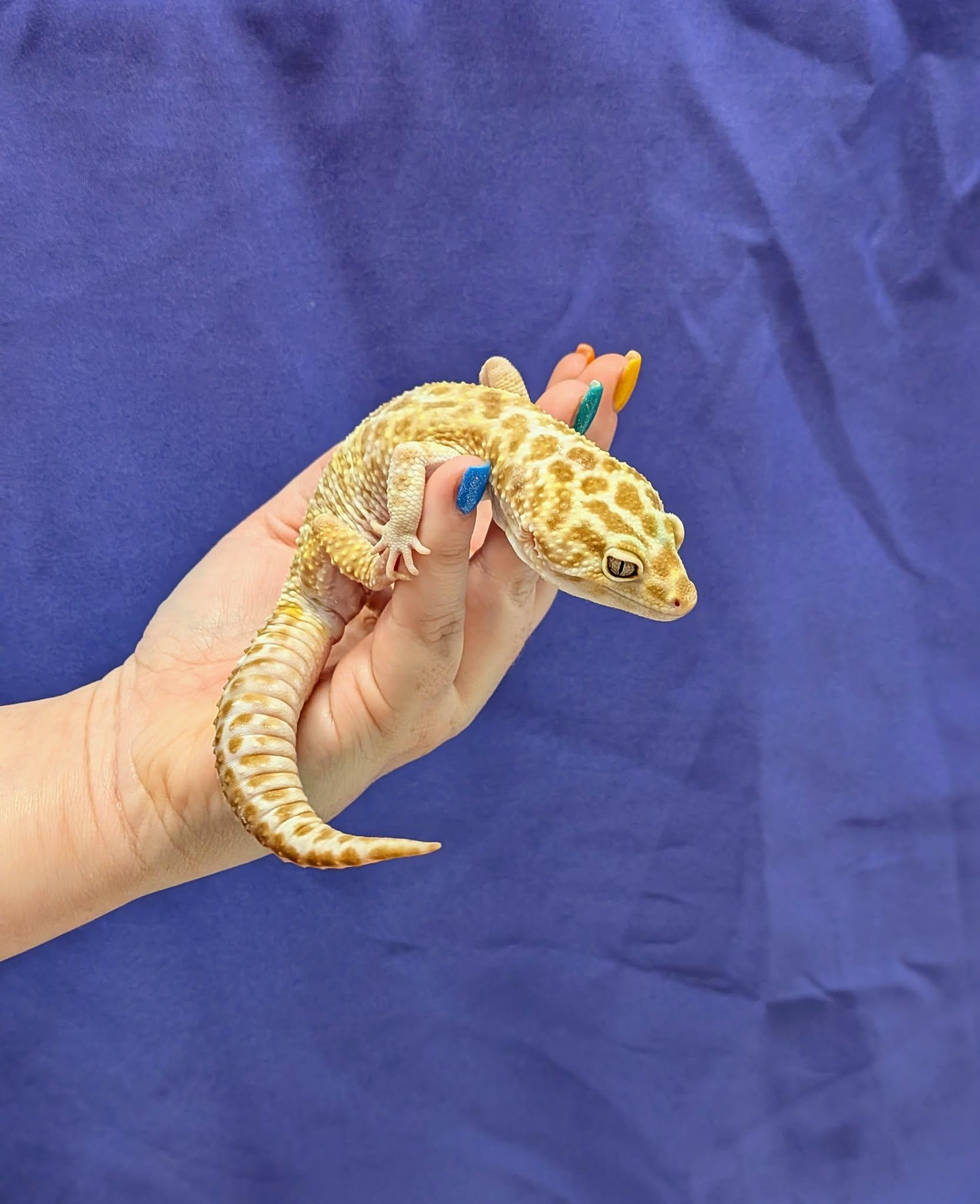 Enlarge Henry, an adopted Gecko in Modesto, CA image 1/2