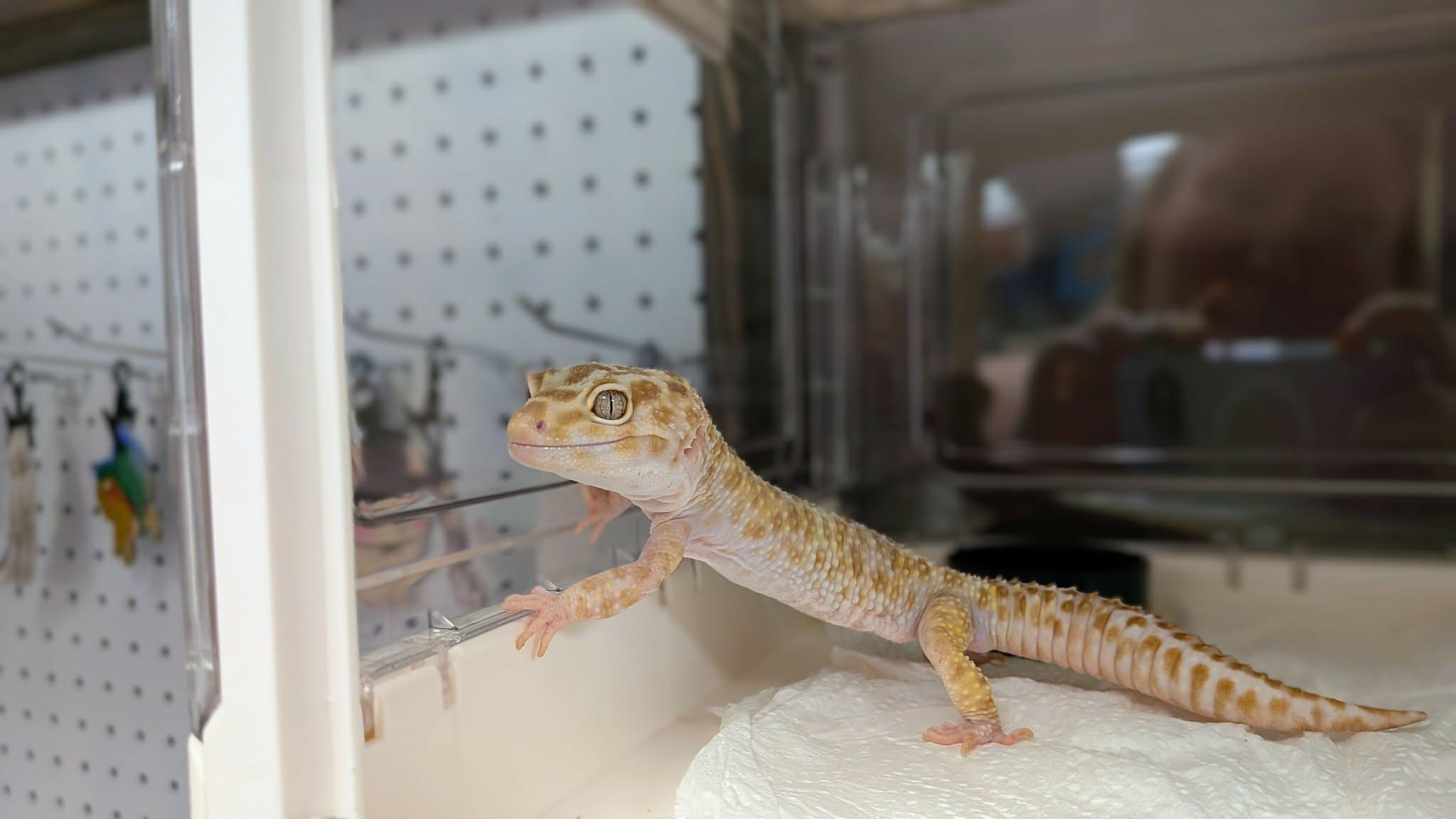 Enlarge Henry, an adopted Gecko in Modesto, CA image 2/2
