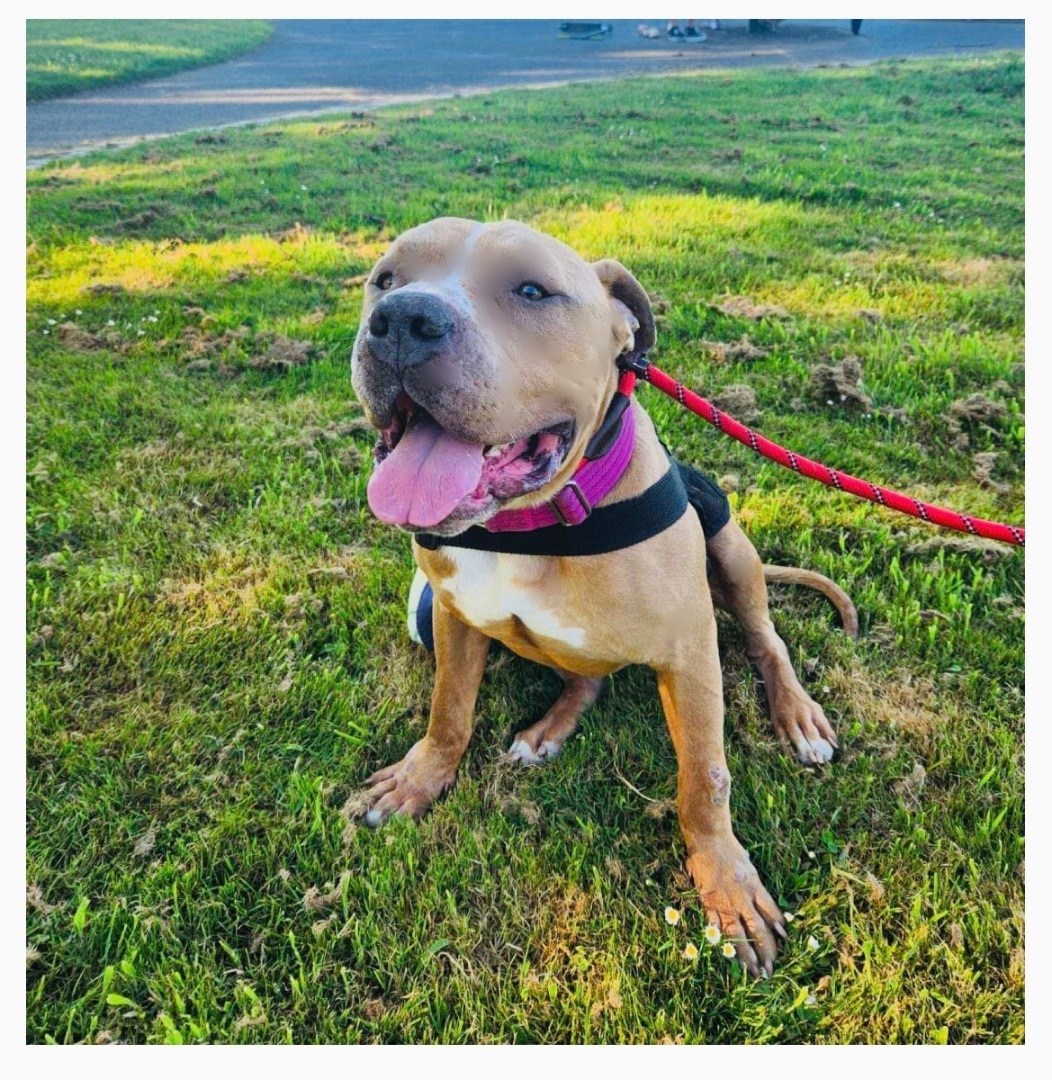 Enlarge Canelo , a Adopted mixed breed in Tacoma , WA image 1/8