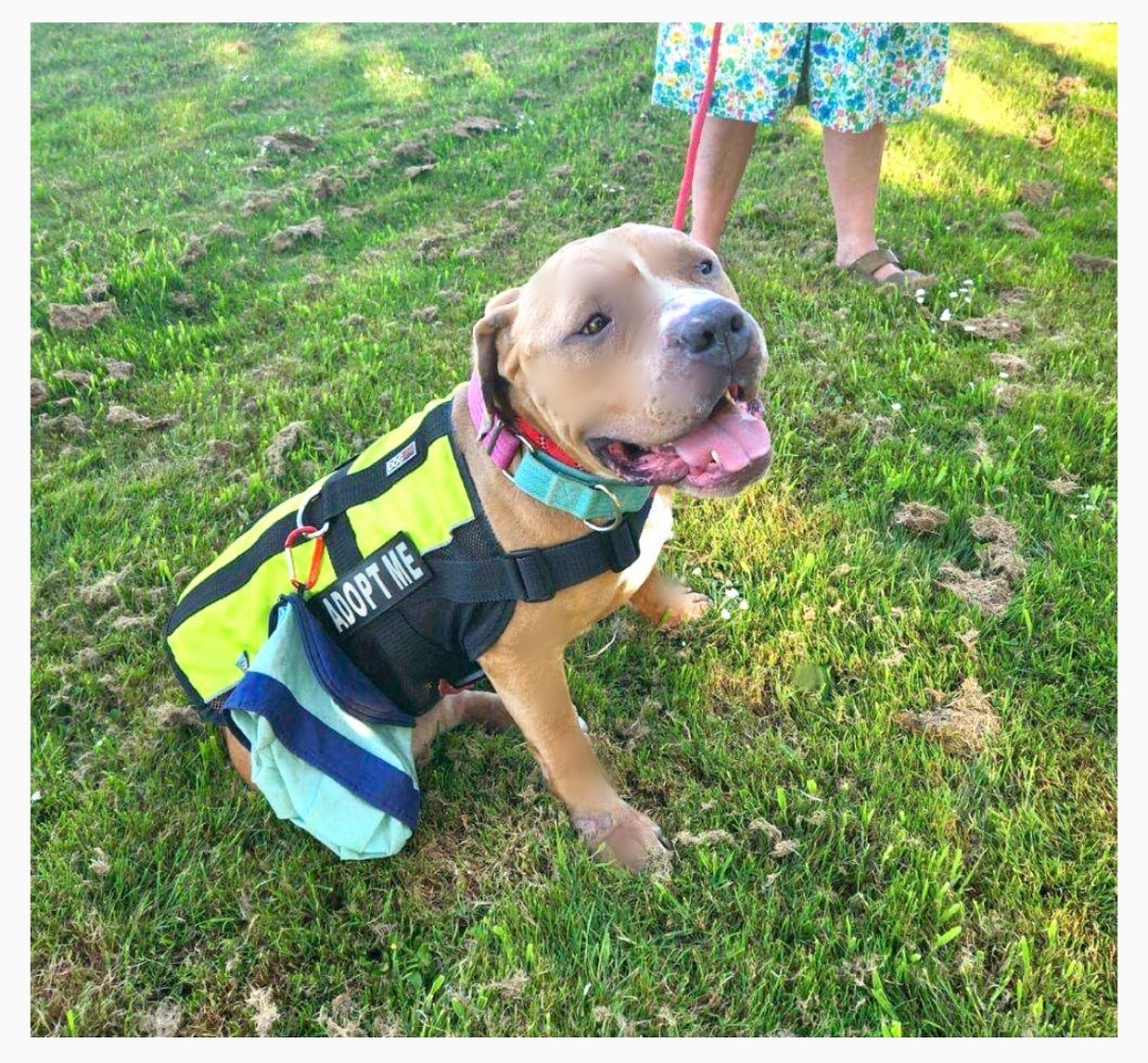 Enlarge Canelo , a Adopted mixed breed in Tacoma , WA image 2/8