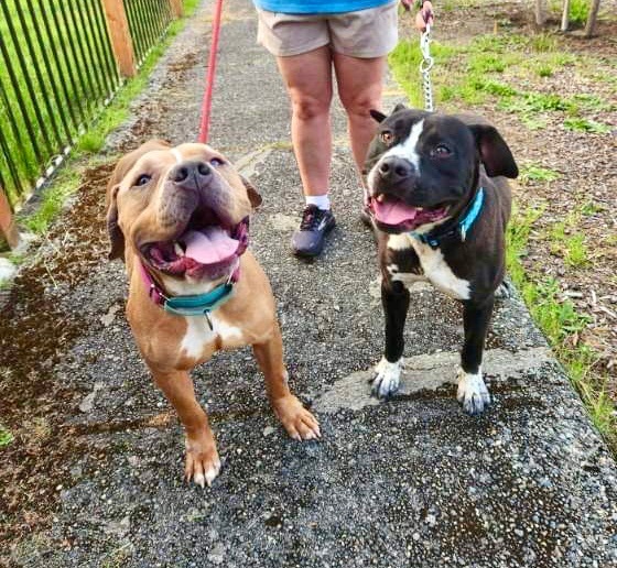 Enlarge Canelo , a Adopted mixed breed in Tacoma , WA image 3/8