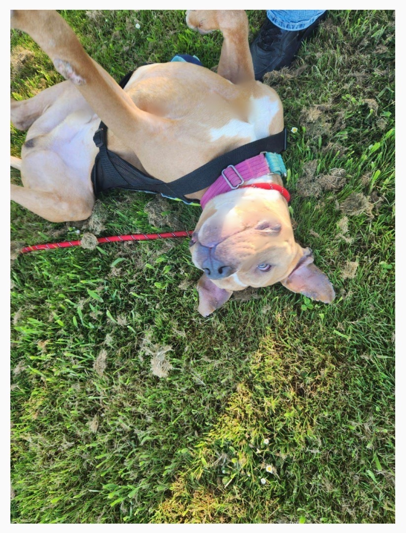 Enlarge Canelo , a Adopted mixed breed in Tacoma , WA image 4/8