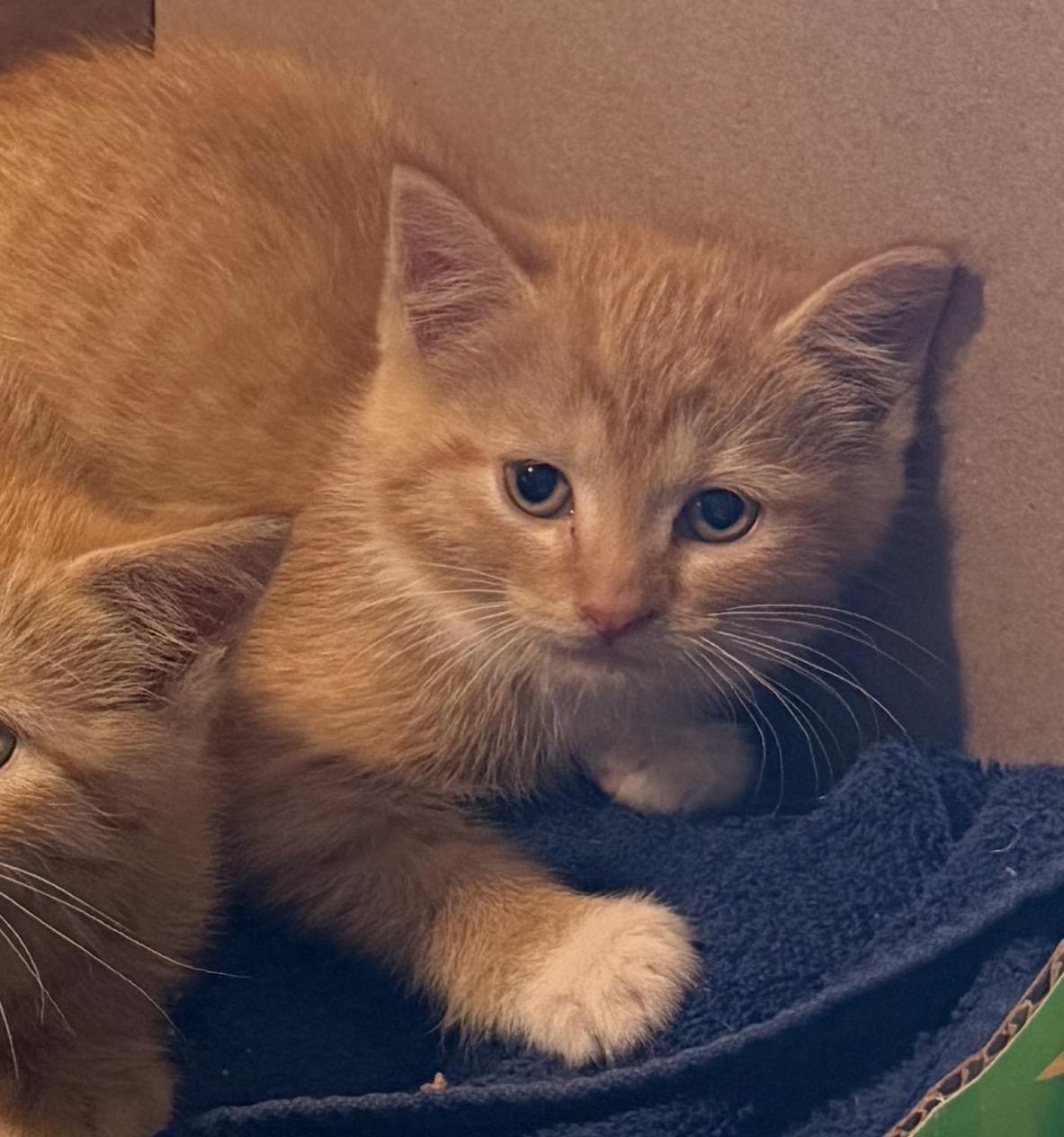 Enlarge Osborn, a ADOPTABLE Domestic Short Hair in Williamsville, NY image 2/2