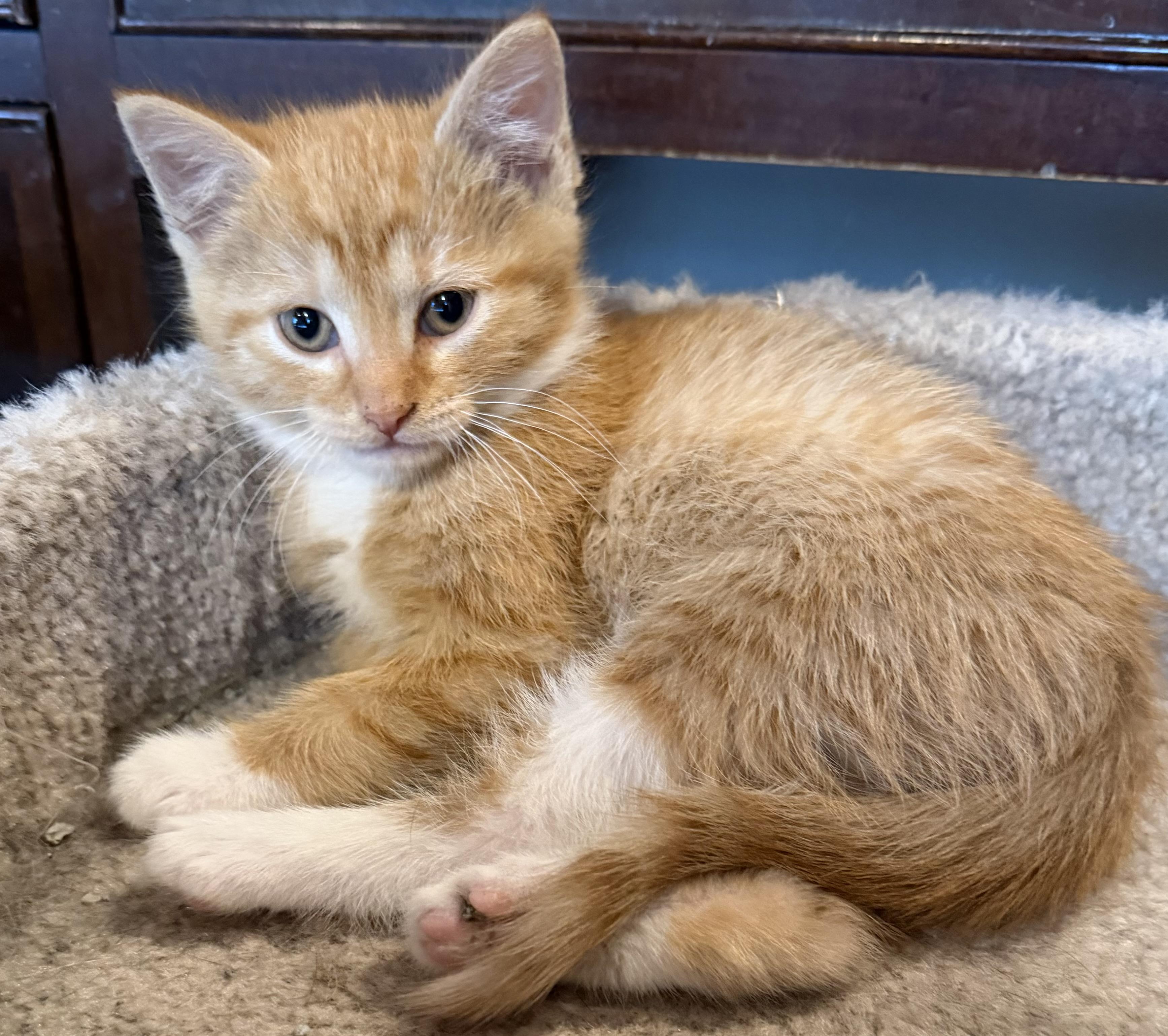 Osborn, ADOPTABLE, Kitten Male Domestic Short Hair.