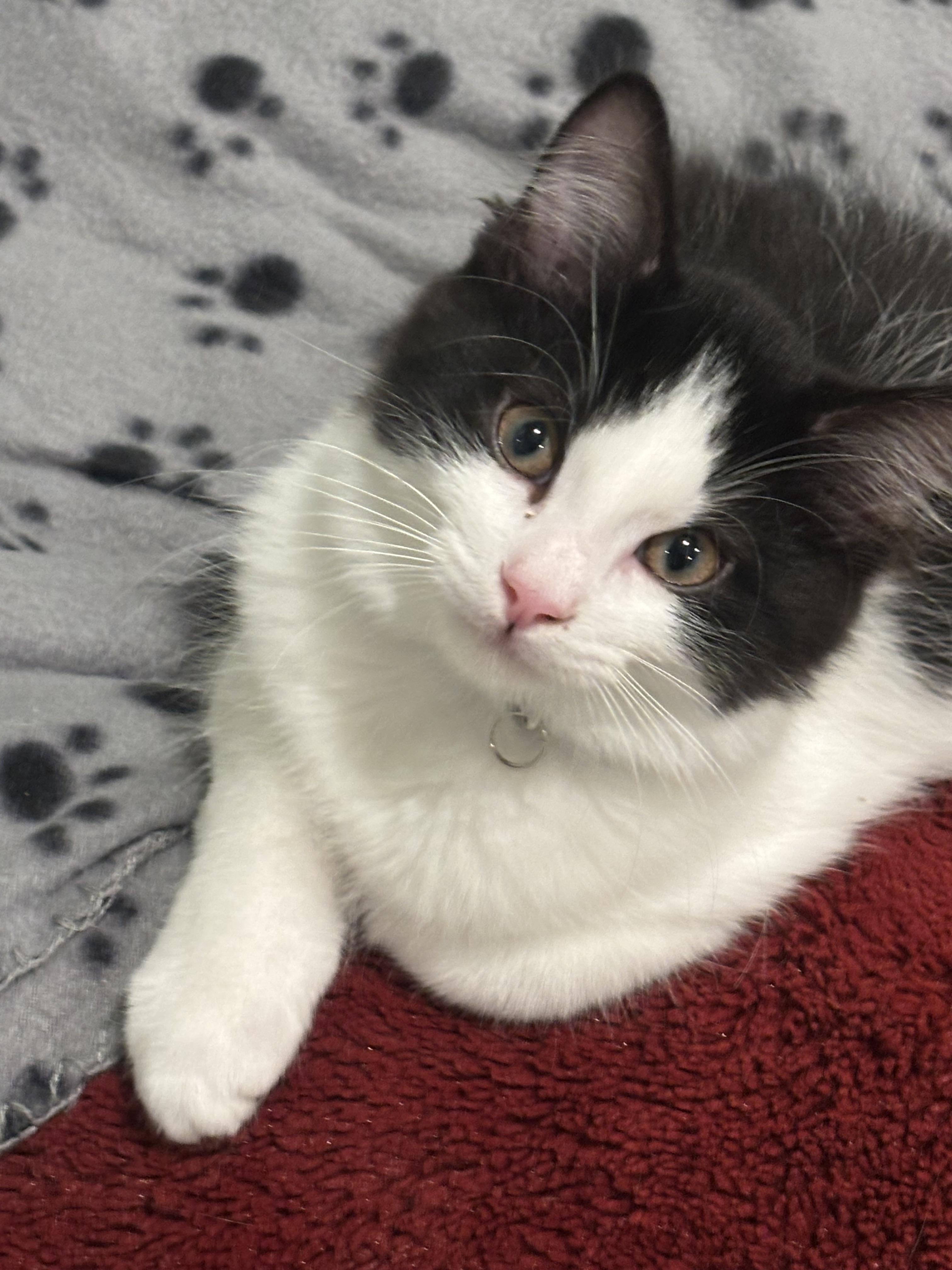 Prescott 2.2, Adoptable, Kitten Male Domestic Short Hair.