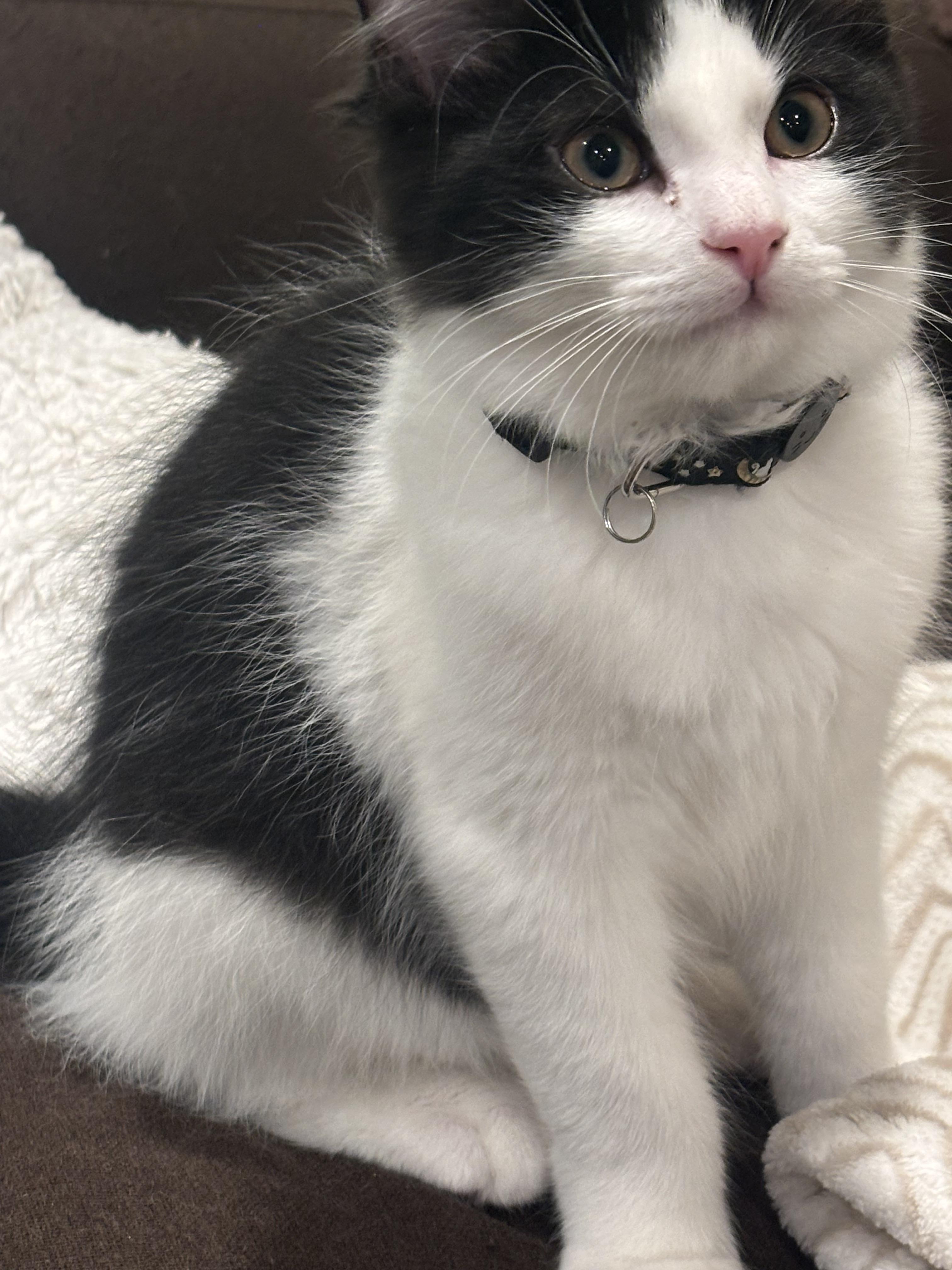 Prescott 2.2, a Adoptable Domestic Short Hair in Plainville, MA image 2/3