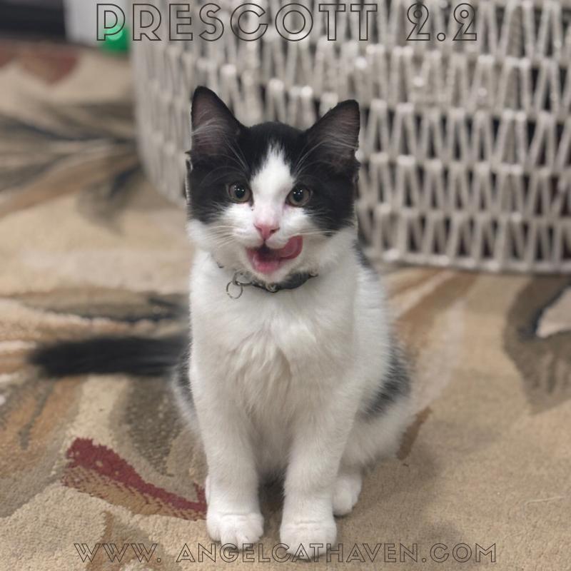 Prescott 2.2, a Adoptable Domestic Short Hair in Plainville, MA image 3/3