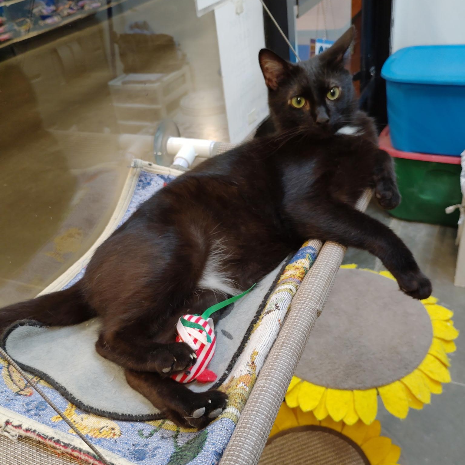 Knight (No adoption fee - for the right home), an adopted Domestic Short Hair in Rock Hill, SC image 2/6
