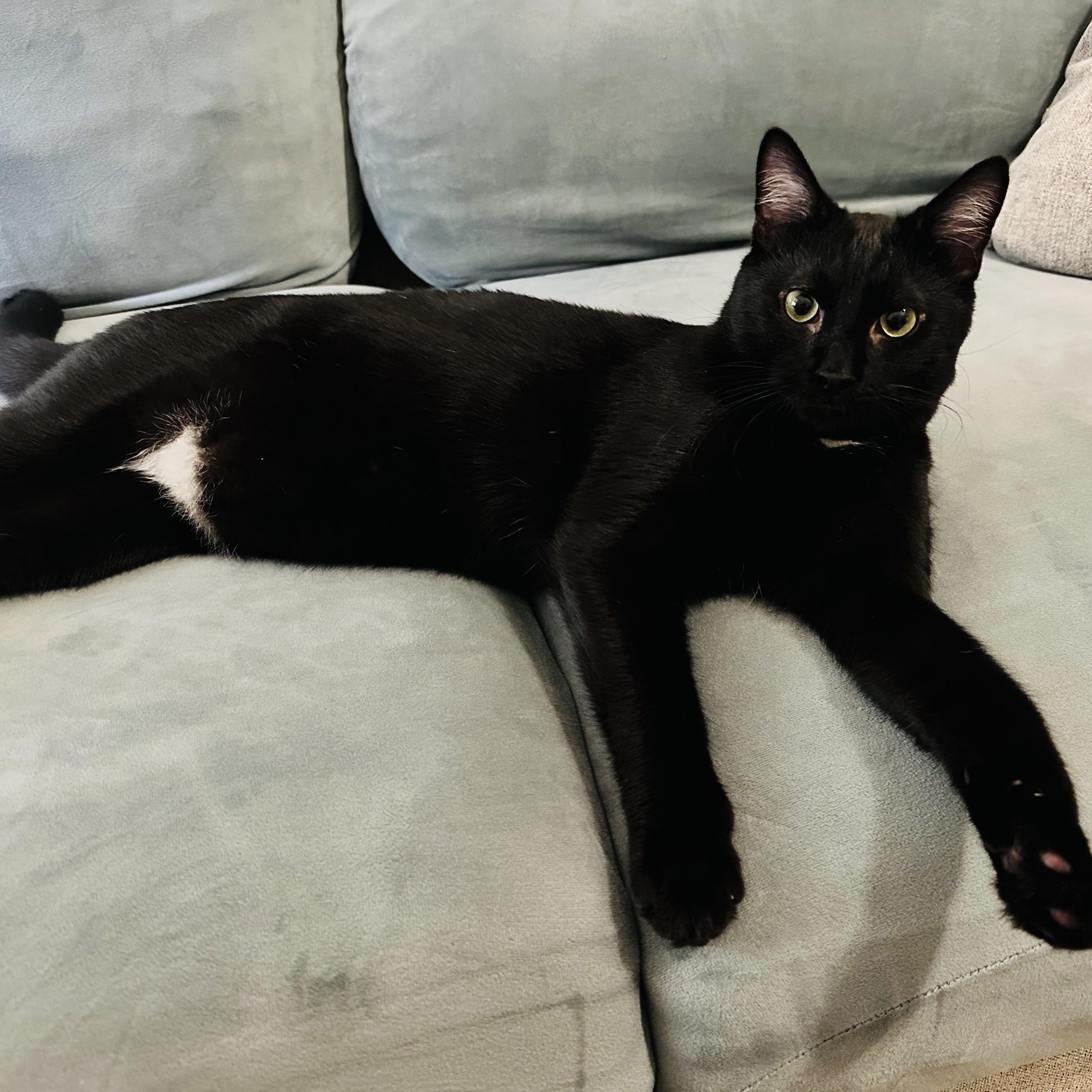 Knight (No adoption fee - for the right home), an adopted Domestic Short Hair in Rock Hill, SC image 4/6