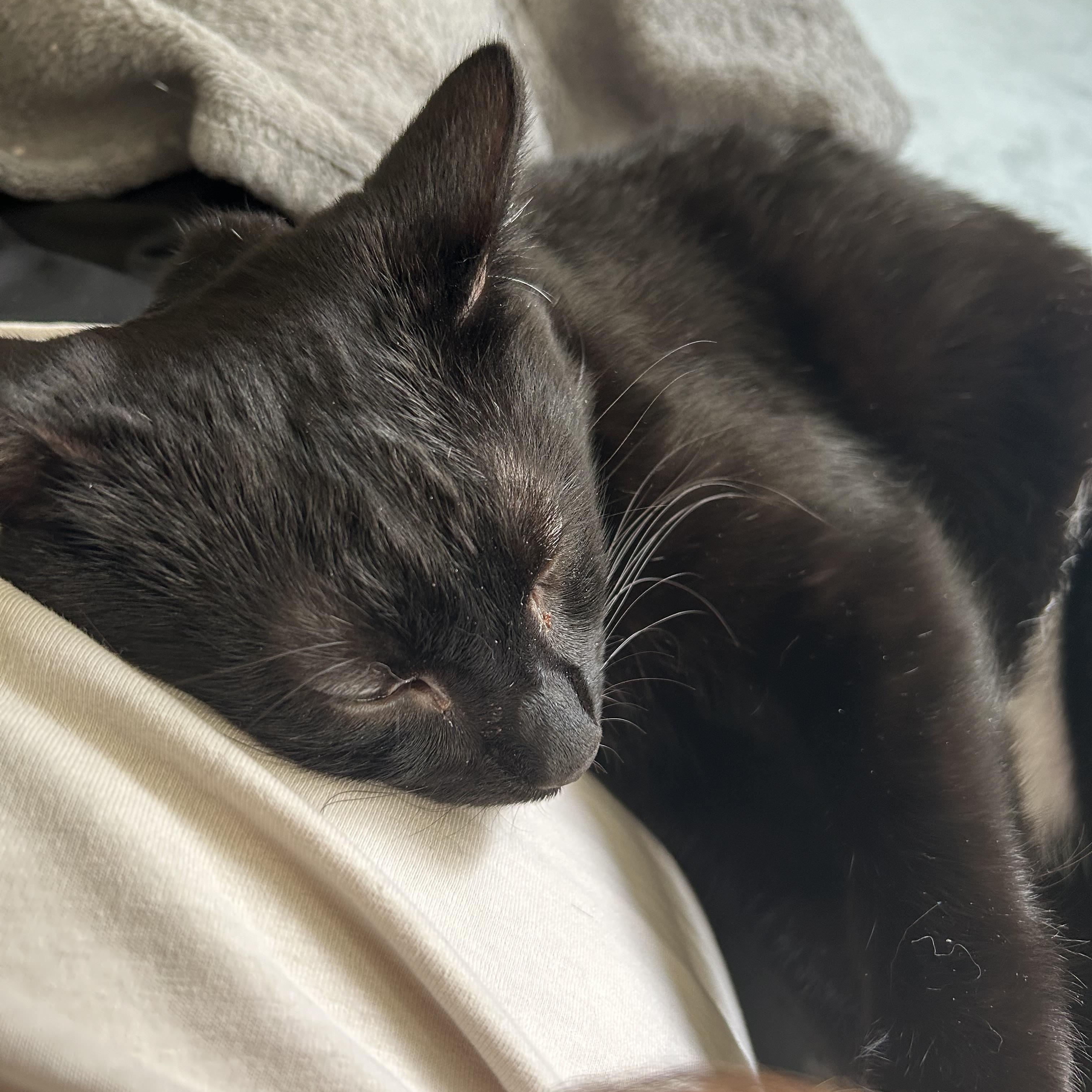 Knight (No adoption fee - for the right home), an adopted Domestic Short Hair in Rock Hill, SC image 6/6
