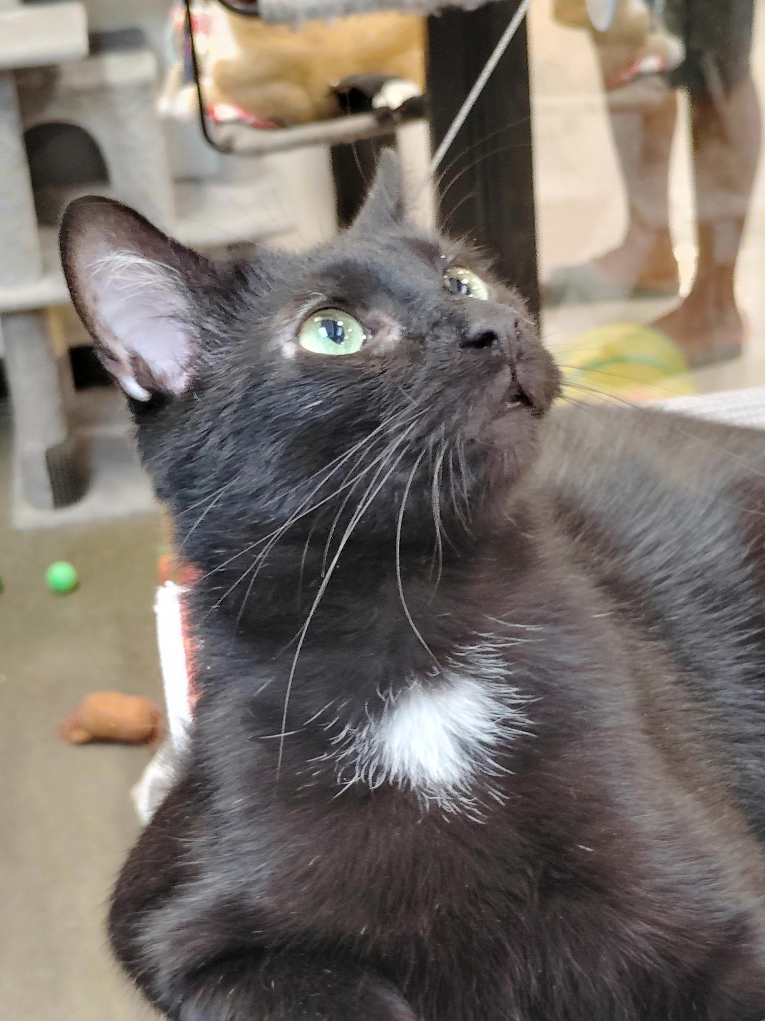 Knight (No adoption fee - for the right home), an adopted Domestic Short Hair in Rock Hill, SC image 1/6