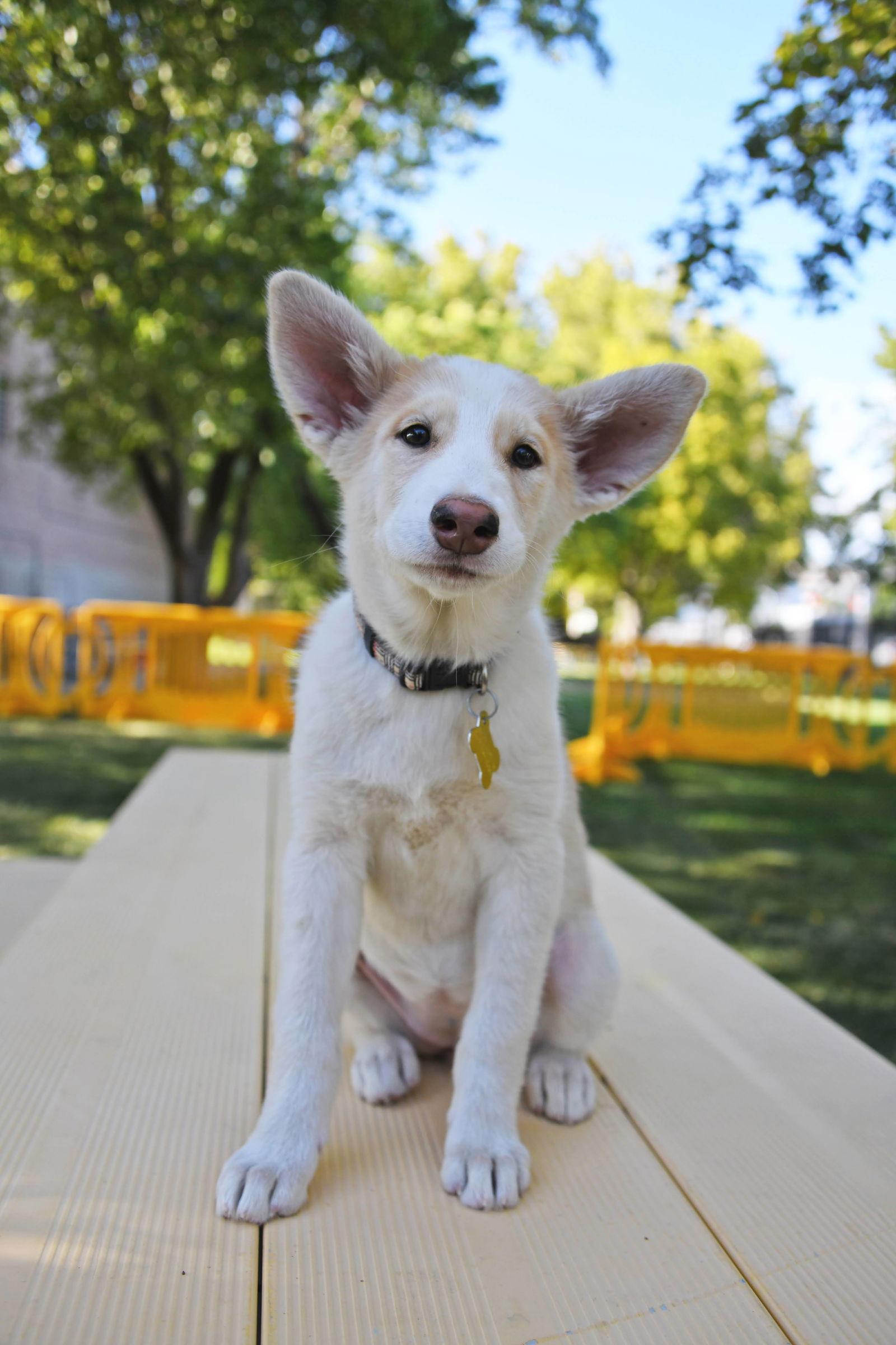 Sydney Joy, Adopted, Young Female Husky.