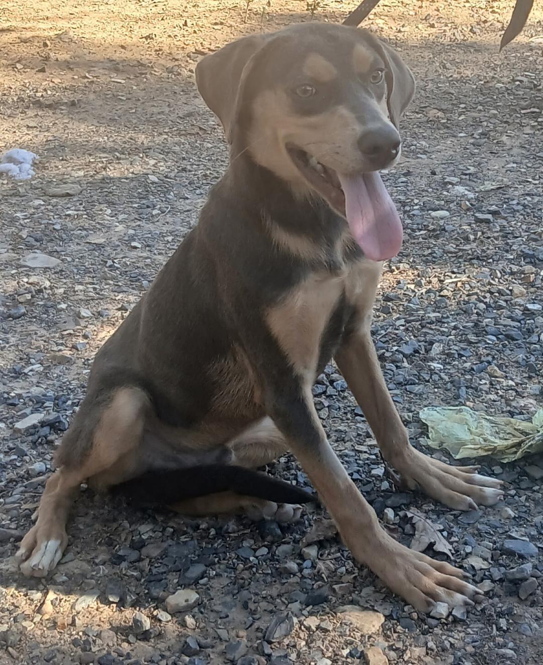 Enlarge Pumpkin, a Adoptable mixed breed in Mena, AR image 1/2