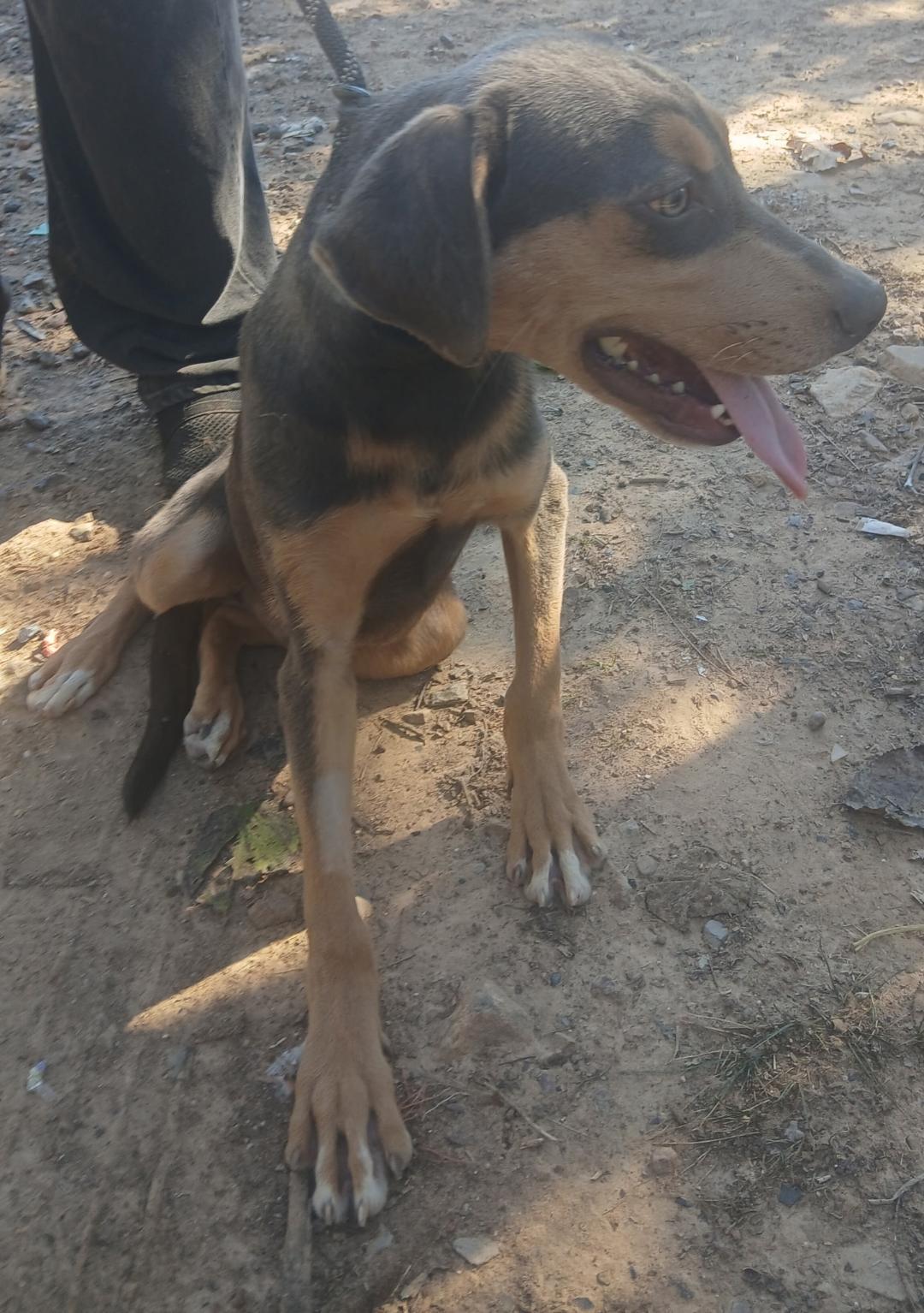 Enlarge Pumpkin, a Adoptable mixed breed in Mena, AR image 2/2