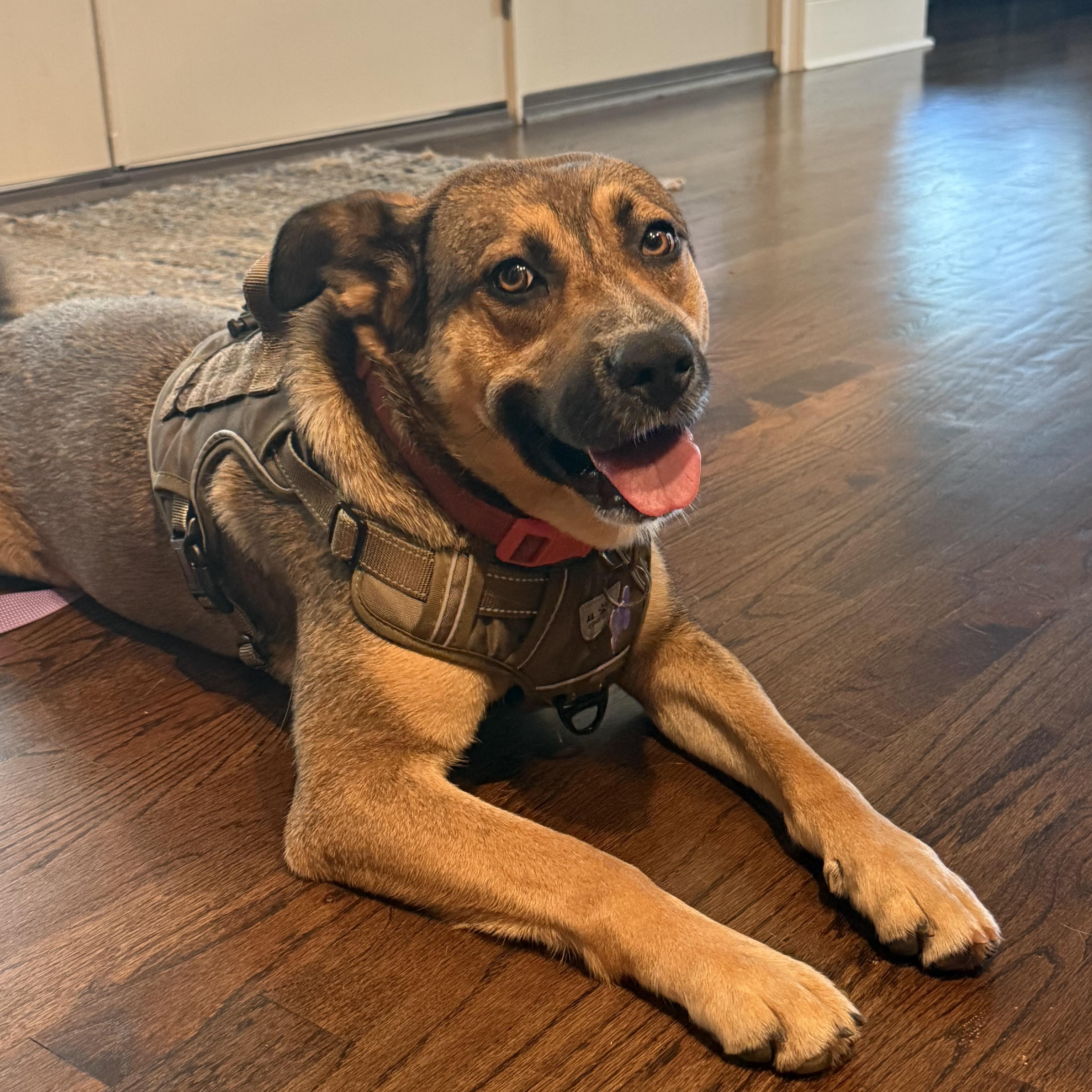 Enlarge Mona, a Adoptable mixed breed in Sayreville, NJ image 2/6