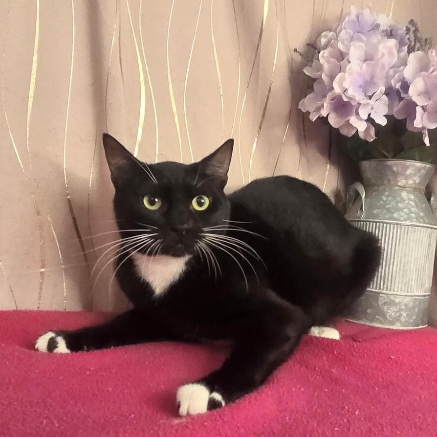 Enlarge Veil, a Adoptable Domestic Short Hair in Brattleboro, VT image 2/4