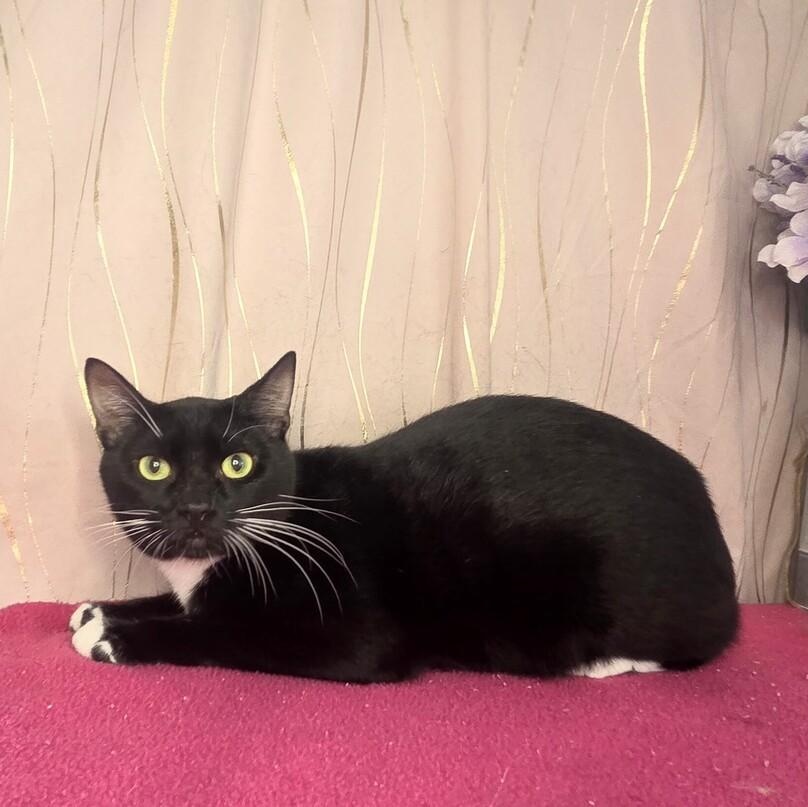 Enlarge Veil, a Adoptable Domestic Short Hair in Brattleboro, VT image 1/4