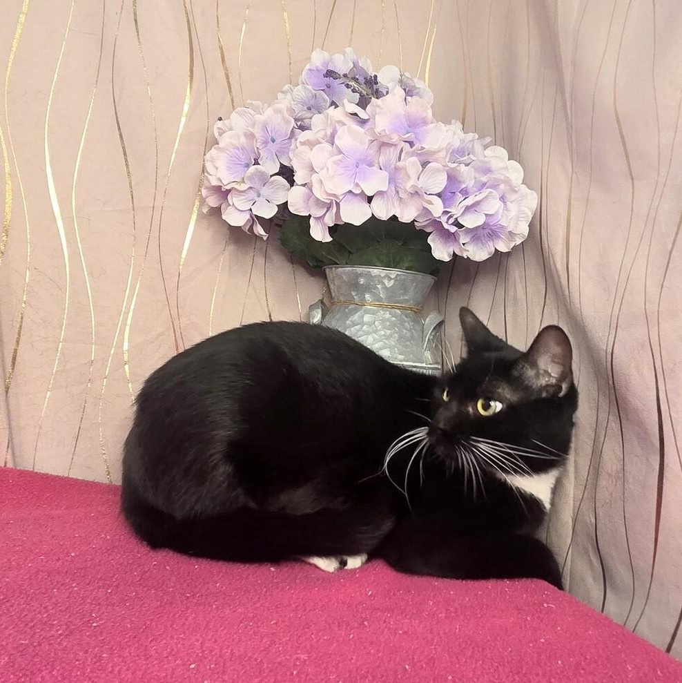 Enlarge Veil, a Adoptable Domestic Short Hair in Brattleboro, VT image 3/4