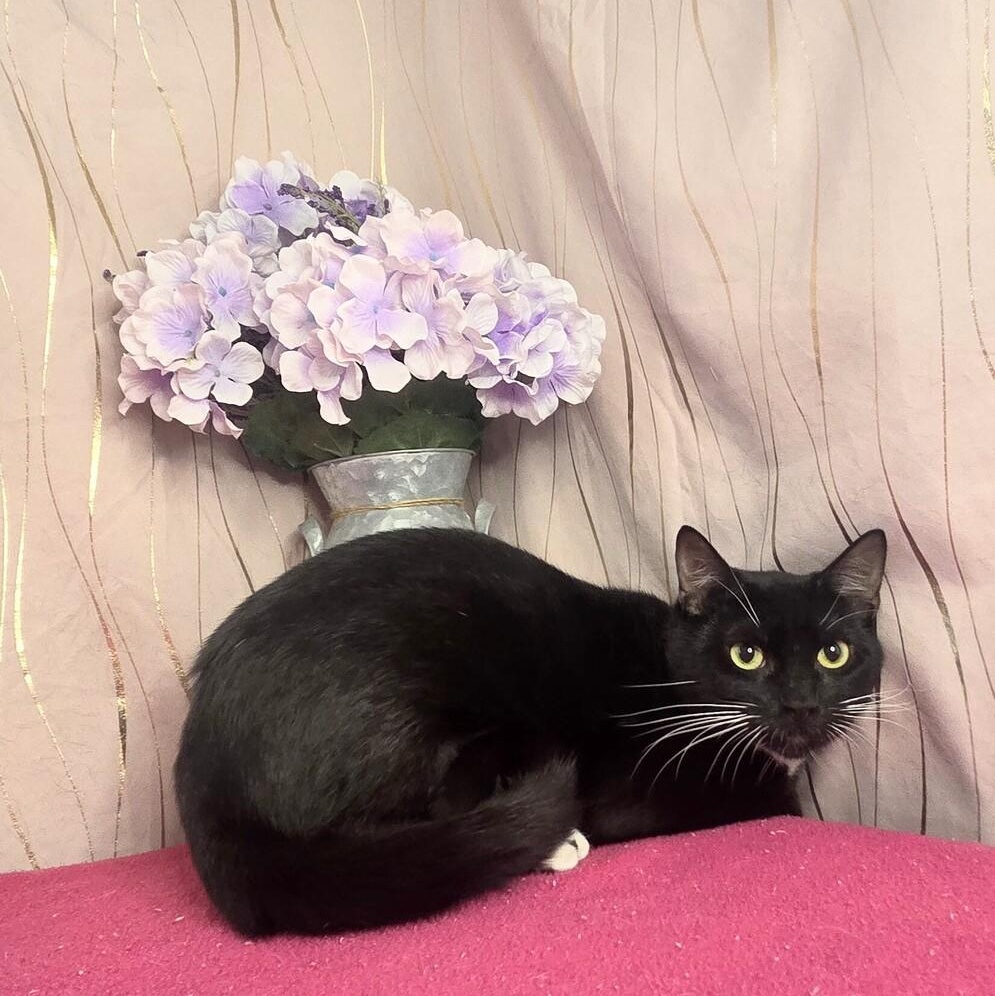 Enlarge Veil, a Adoptable Domestic Short Hair in Brattleboro, VT image 4/4