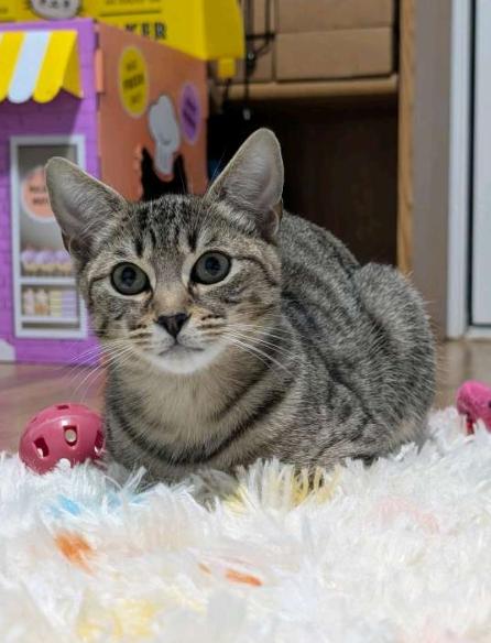 Serrano & Habanero, Adoptable, Young Male American Shorthair.