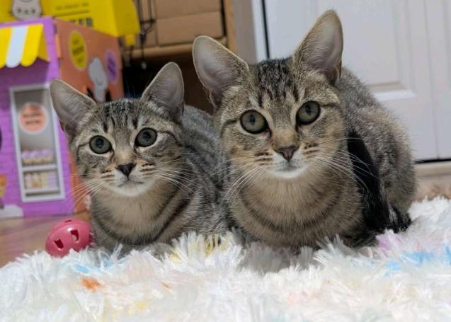 Serrano & Habanero, a Adoptable American Shorthair in Union City, NJ image 2/6