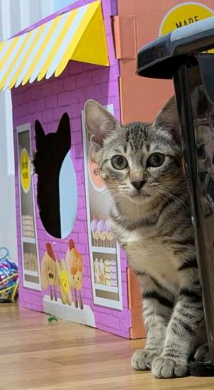 Serrano & Habanero, a Adoptable American Shorthair in Union City, NJ image 6/6