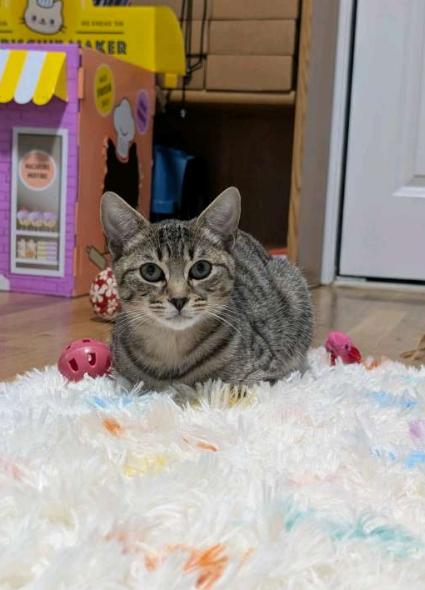 Serrano & Habanero, a Adoptable American Shorthair in Union City, NJ image 3/6