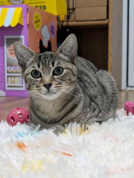 Serrano & Habanero, a Adoptable American Shorthair in Union City, NJ image 4/6