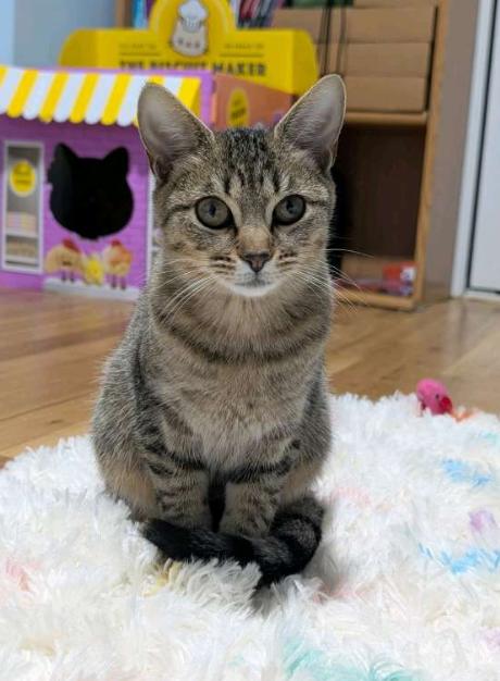 Serrano & Habanero, a Adoptable American Shorthair in Union City, NJ image 5/6