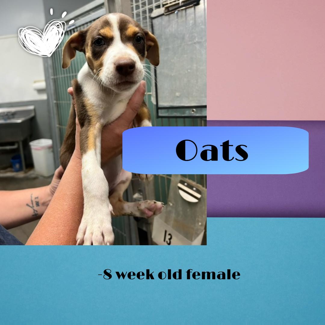 Oats