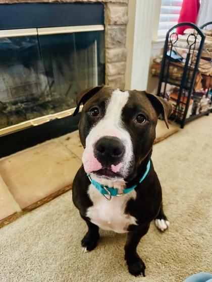 MidKnight, Adoptable, Adult Male Pit Bull Terrier & Mixed Breed.