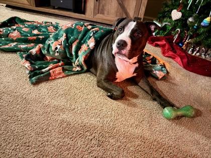 Enlarge MidKnight, a Adoptable mixed breed in Atlanta, GA image 2/3
