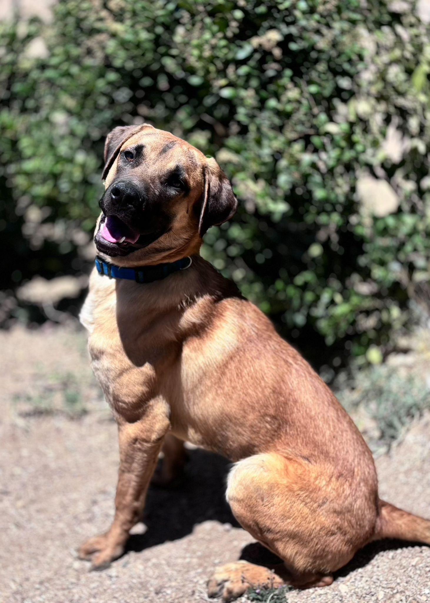 Tiger, a ADOPTABLE mixed breed in Acton, CA image 1/3