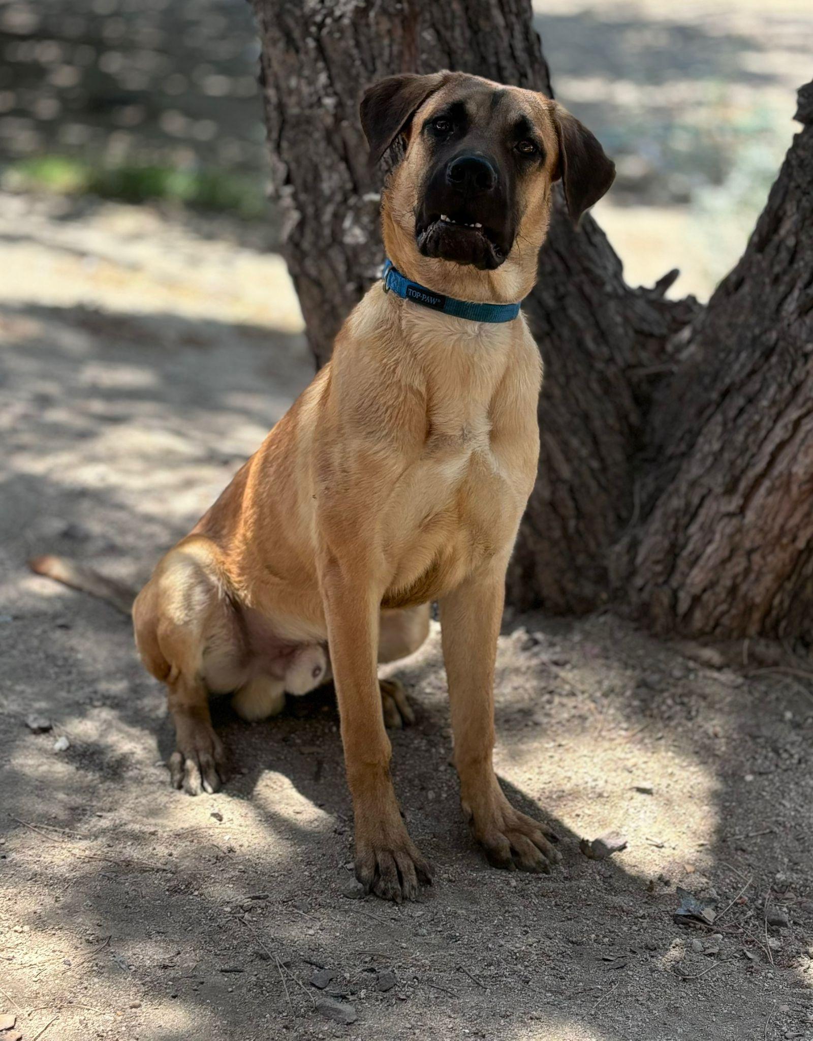 Tiger, a ADOPTABLE mixed breed in Acton, CA image 2/3