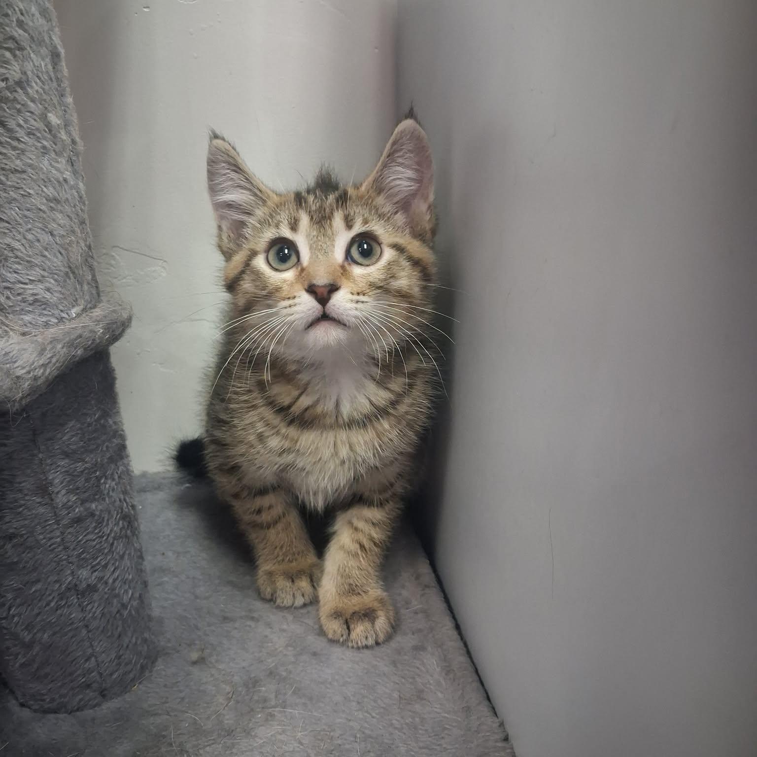 Azriel, a ADOPTABLE Domestic Short Hair in Roosevelt, UT image 3/4