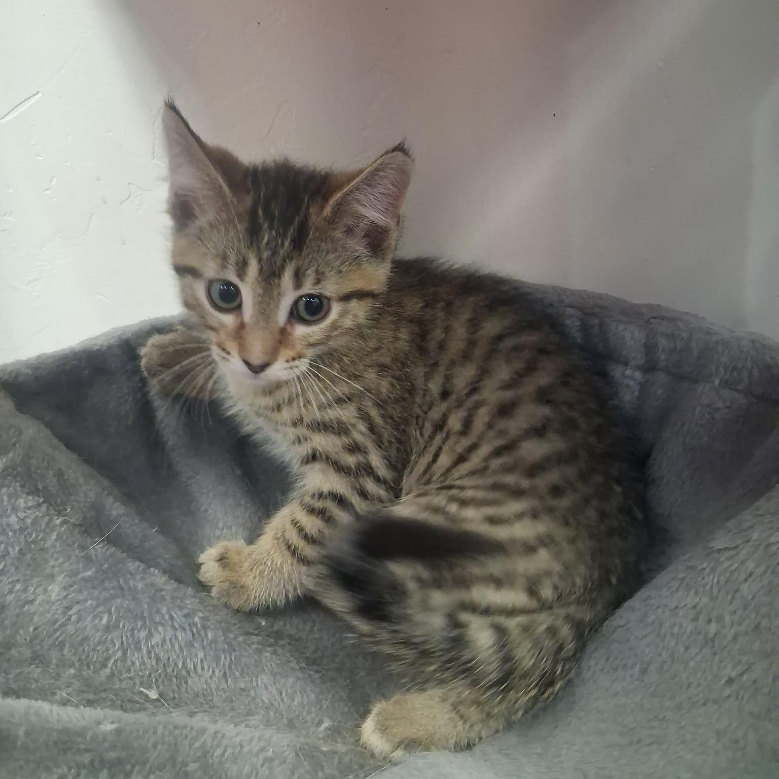 Azriel, a ADOPTABLE Domestic Short Hair in Roosevelt, UT image 2/4