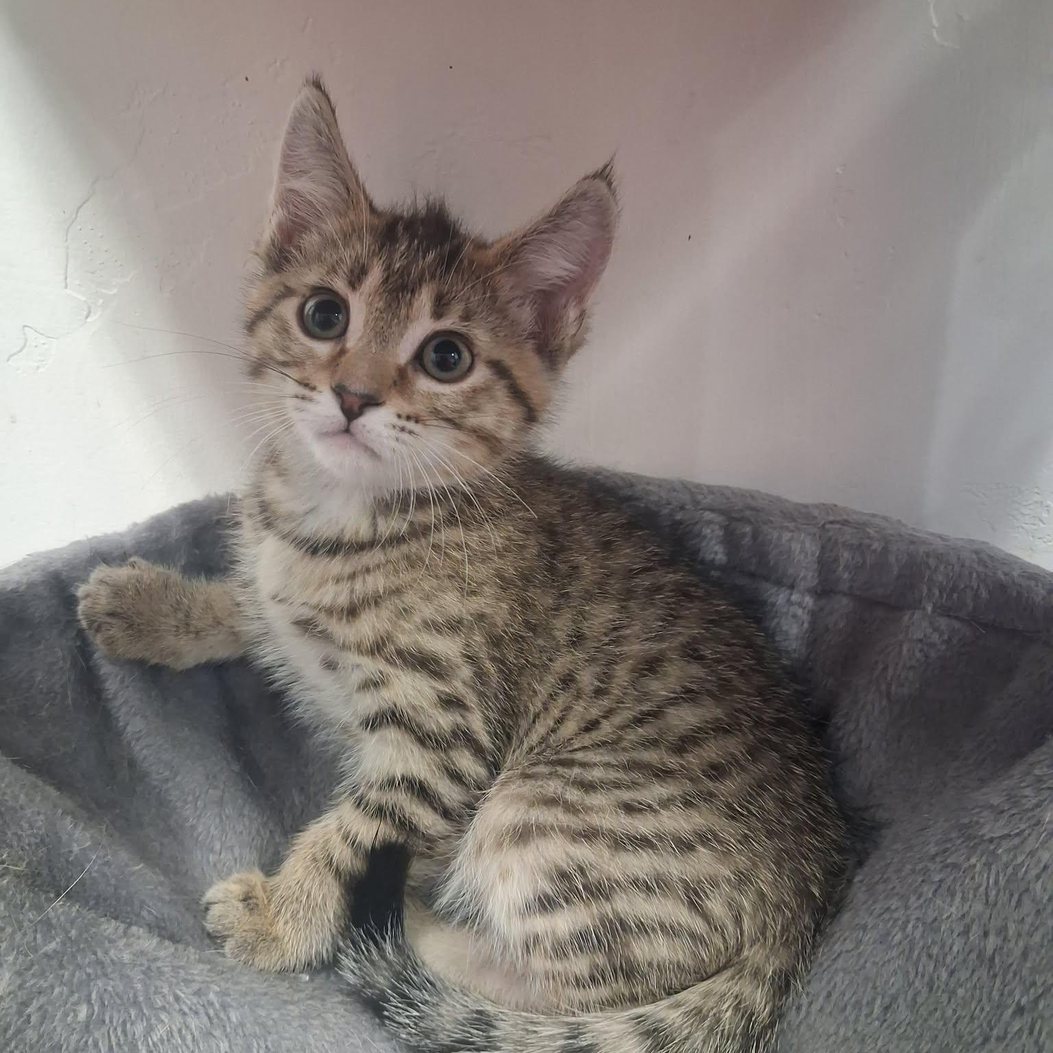 Azriel, a ADOPTABLE Domestic Short Hair in Roosevelt, UT image 1/4
