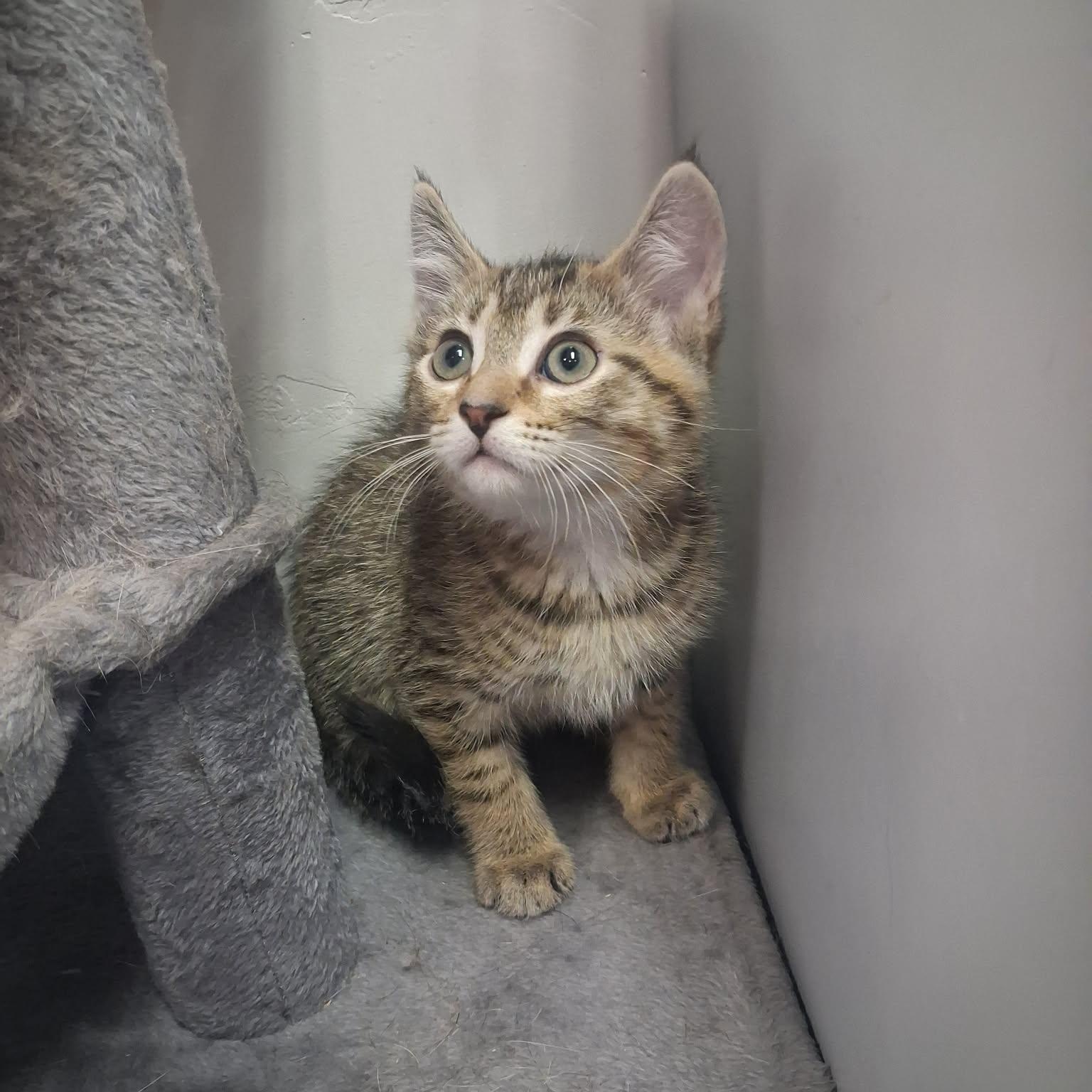 Azriel, a ADOPTABLE Domestic Short Hair in Roosevelt, UT image 4/4