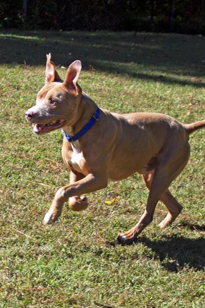 Enlarge Max, a Adoptable Mixed Breed in West Chester, PA image 1/3