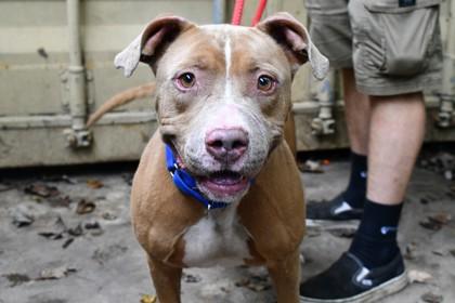 Enlarge Max, a Adoptable Mixed Breed in West Chester, PA image 2/3