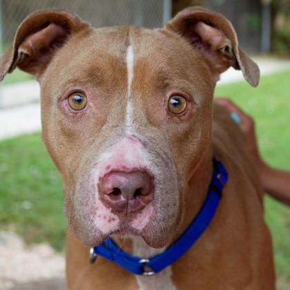 Enlarge Max, a Adoptable Mixed Breed in West Chester, PA image 3/3