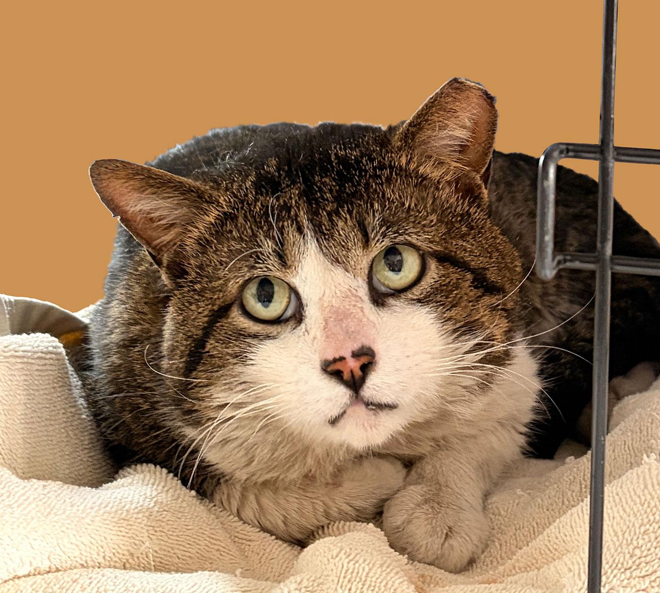Pabst, ADOPTABLE, Young Male Tabby.