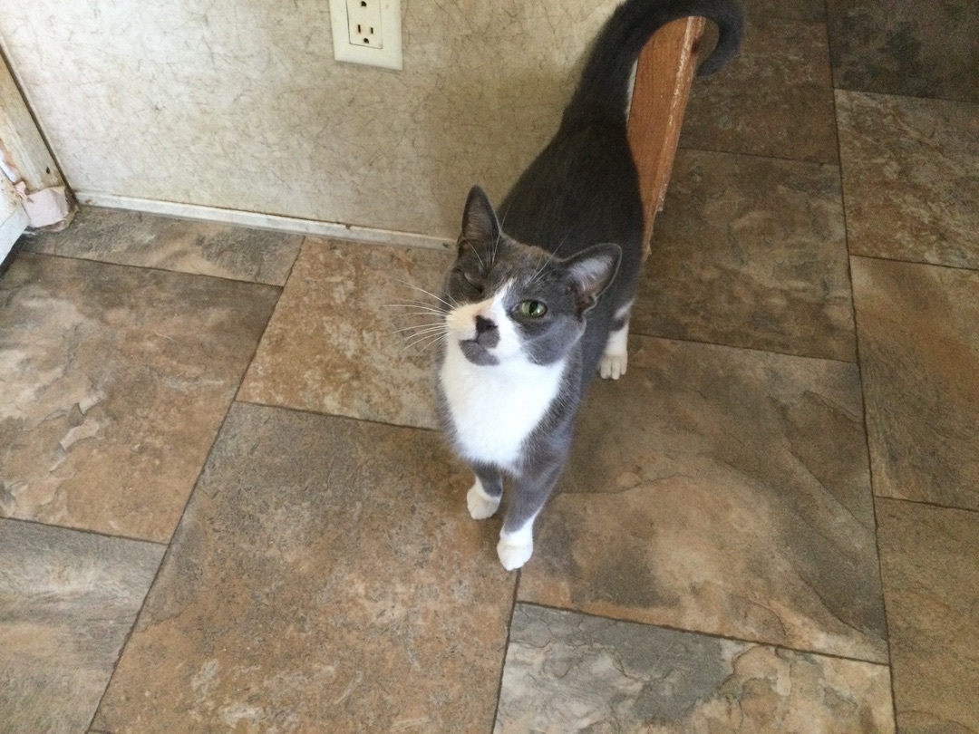 Koala, Adoptable, Adult Female Domestic Short Hair.