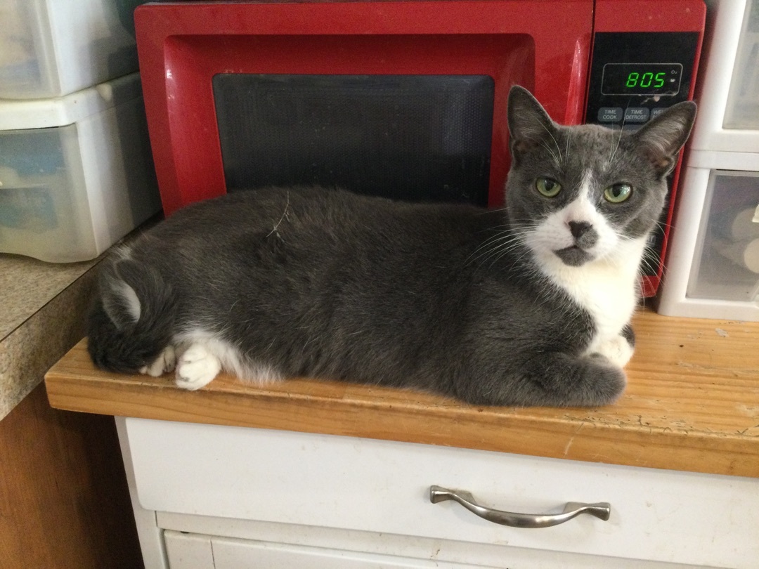 Enlarge Koala, a Adoptable mixed breed in La Salle, IL image 2/4