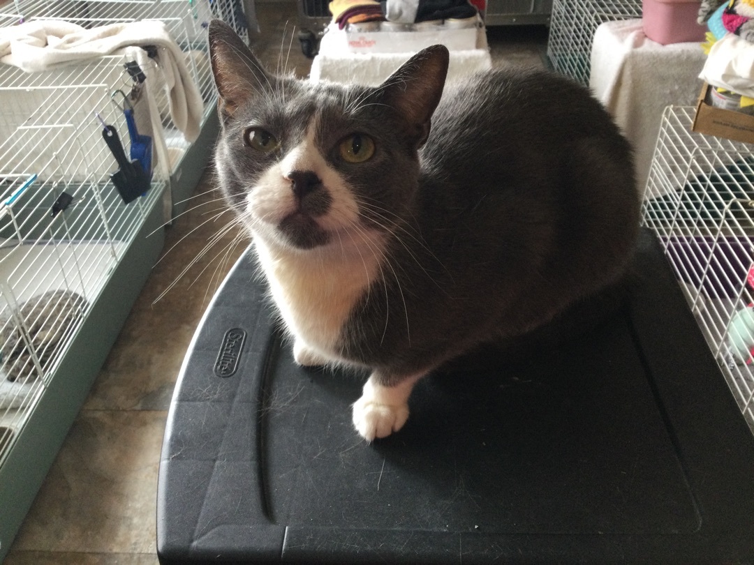 Enlarge Koala, a Adoptable mixed breed in La Salle, IL image 3/4