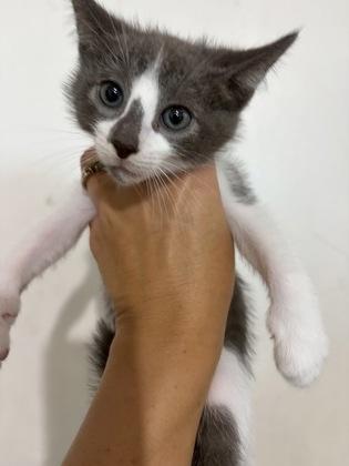 Modelo, Adopted, Young Male Domestic Short Hair.