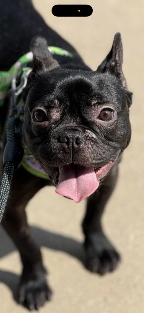 Bambam, Adopted, Adult Male French Bulldog.