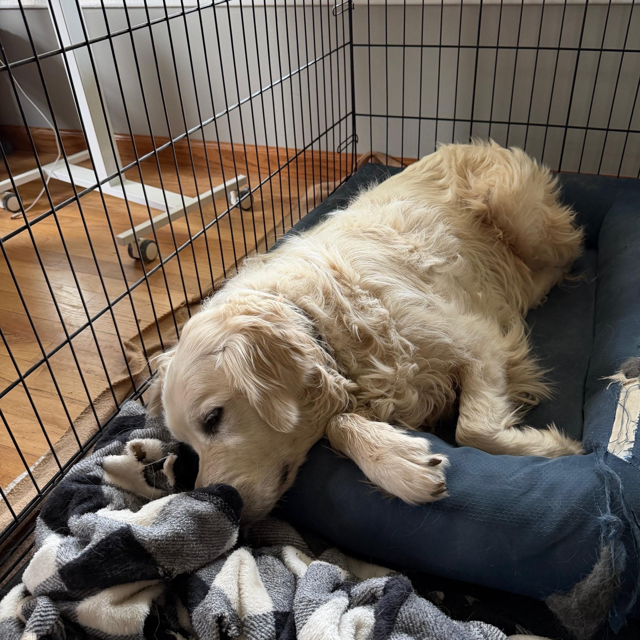 Enlarge Silas, a ADOPTABLE Golden Retriever in Grand Rapids, MI image 2/3